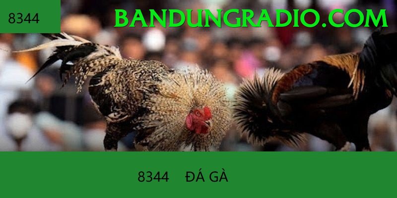 Đá Gà Trực Tiếp - vnloto